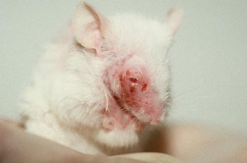 Maus-Tierversuch-c-PETA-USA