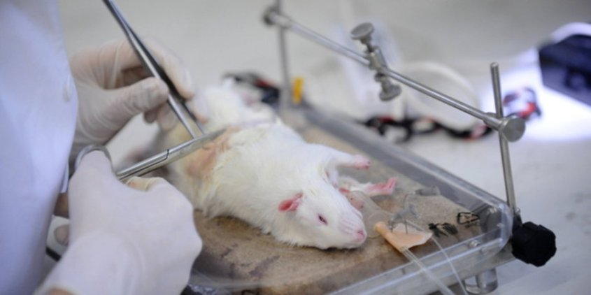 Maus_Labor_Tierversuch_imago_CTKPhoto