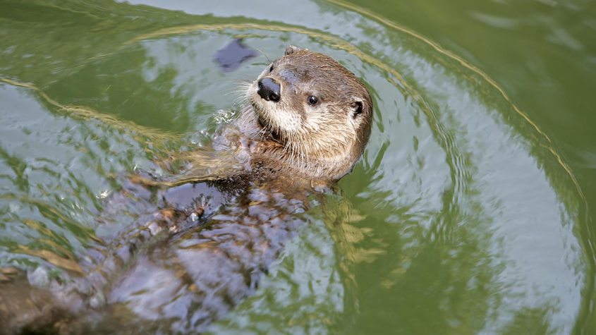 otter-2