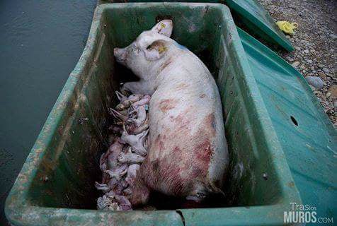 Saumutter mit Ferkel