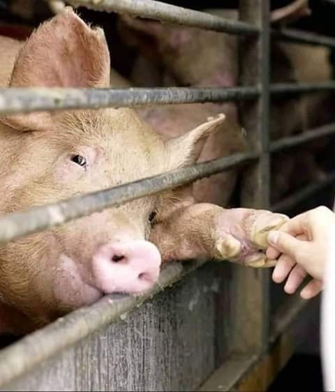 schwein gibt die Handjpg