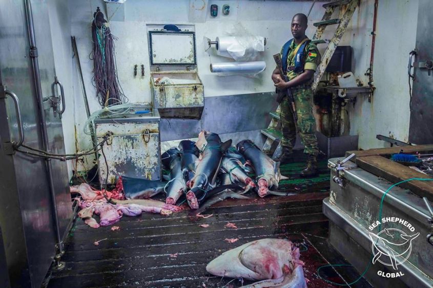 shea Shepard bericht über Haienjpg