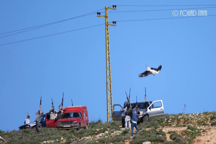 Storch beim erschiessen in Libanono