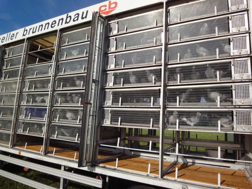 Tauben-Berlin--PETA-D