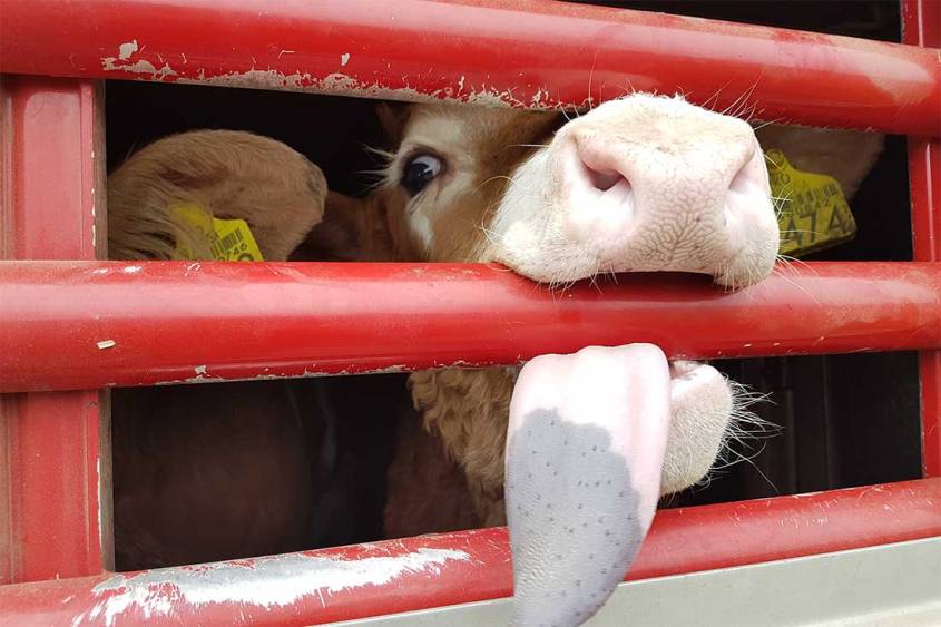 Tiertransport-Kaelber-AA`s pg