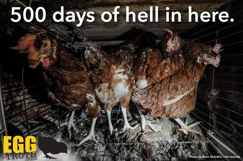 trutz über Hühner_o