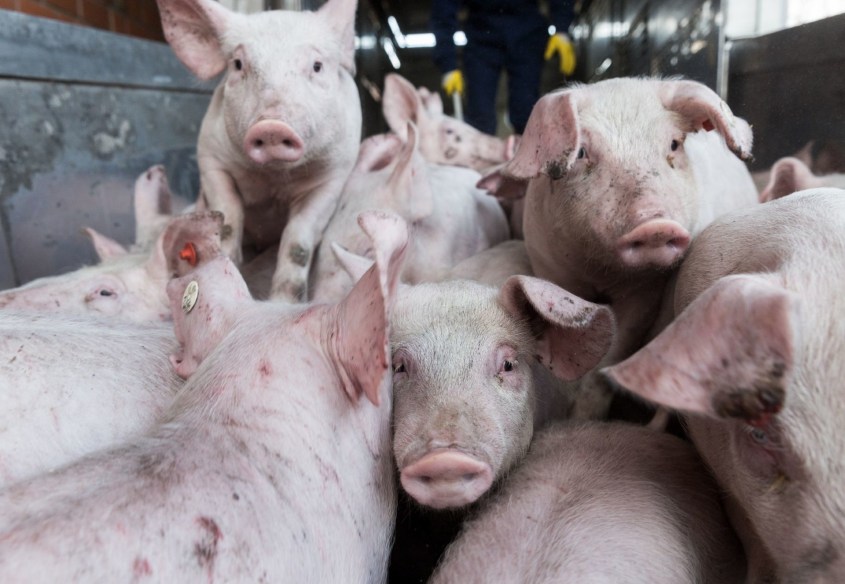 VIER PFOTEN_ Tiertransportejpg