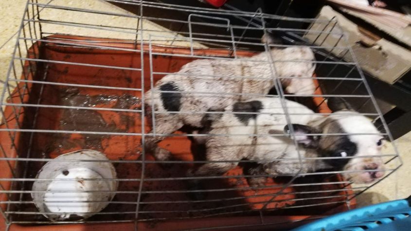 welpen im eigenen Kot