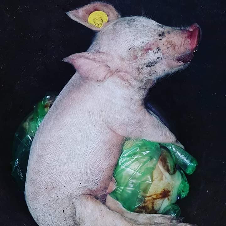 60257546_884148911923358_2137264327369949184_n_002