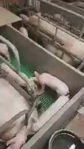 60361379_470564067050093_5629130201385402368_n