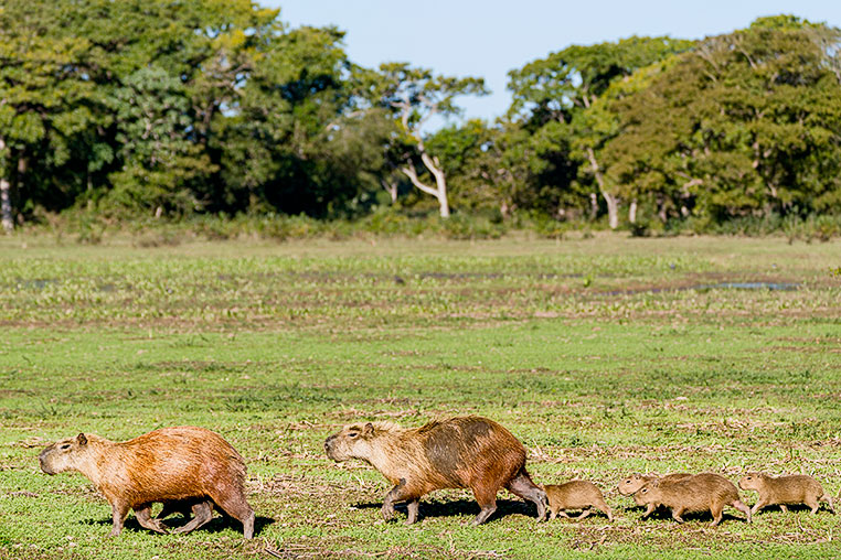 -capybara-familie