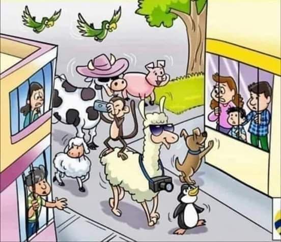 corona-menschen werden von tiere fotografiert jpg