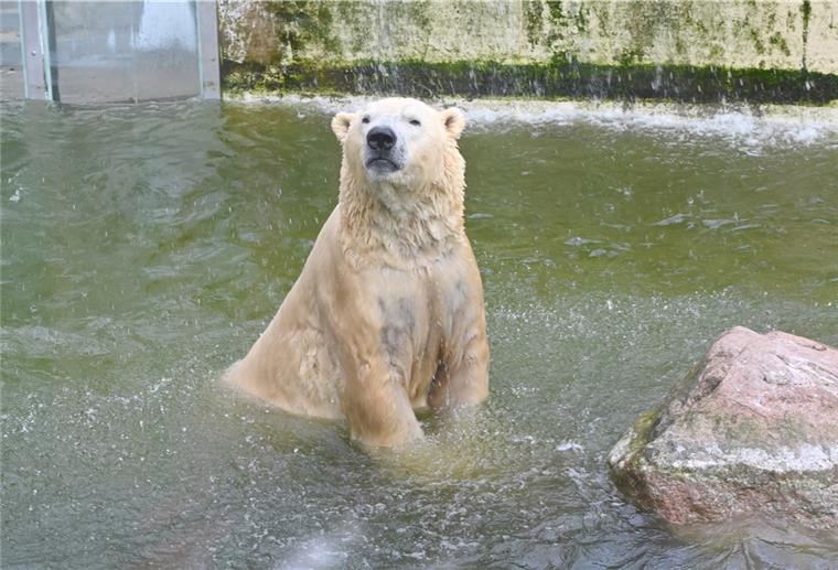 Eisbär-VitusNeumünster-51172