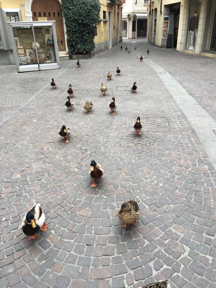 enten allein auf der strasse_o