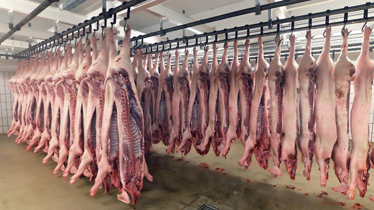 fleischkörper hängendpg