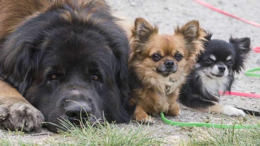 -hund-katze-haustier-corona-