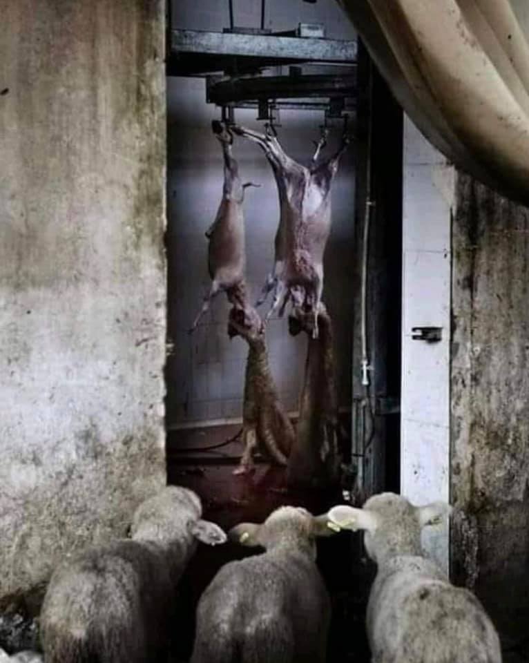 lämmer gucken im Schlachthofn