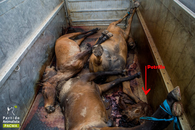 maltrato-animal-el-rocio-35