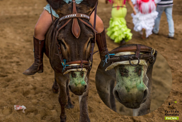 maltrato-animal-el-rocio2015-37