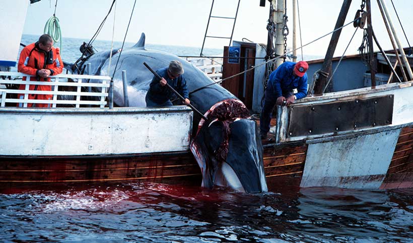 norwegen_walfang_jpg