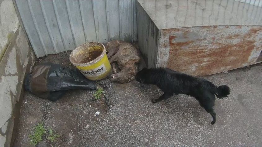 Straßenhunde / Rumänien