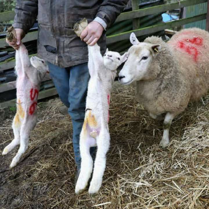 Schafmutter mit gestohlenen Lämmer_n