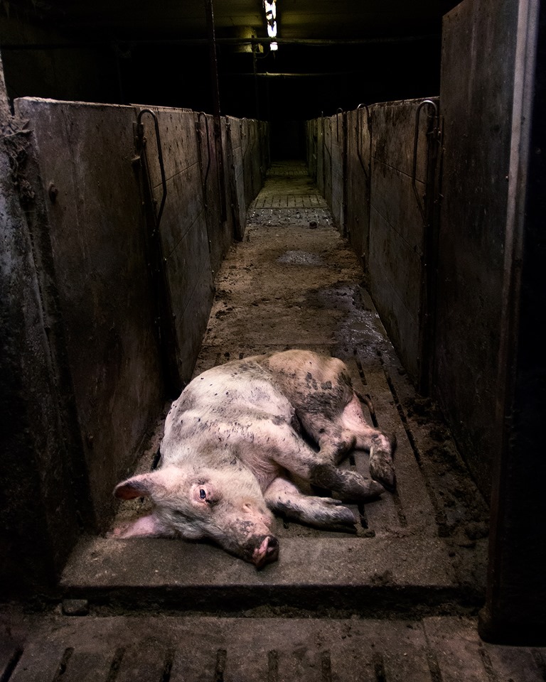 schönes Foto mit totem chwein und Spruchpg