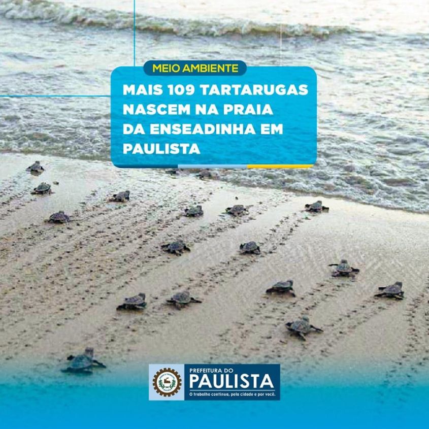 schildkrötern paulista
