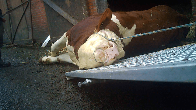 schlachthof-726~_kuhpng