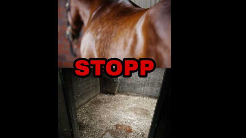 stop pferde rennenpg