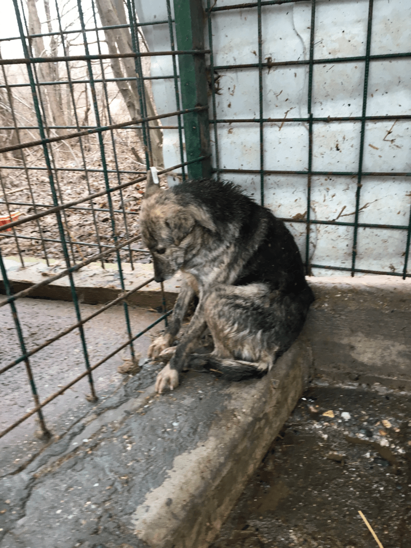 streune in shelterspng