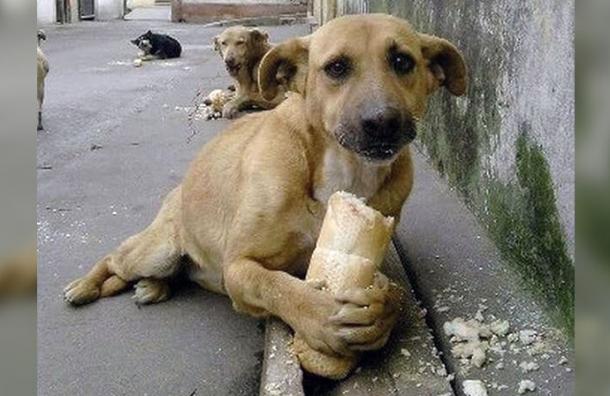 streuner Hund mit stück brot