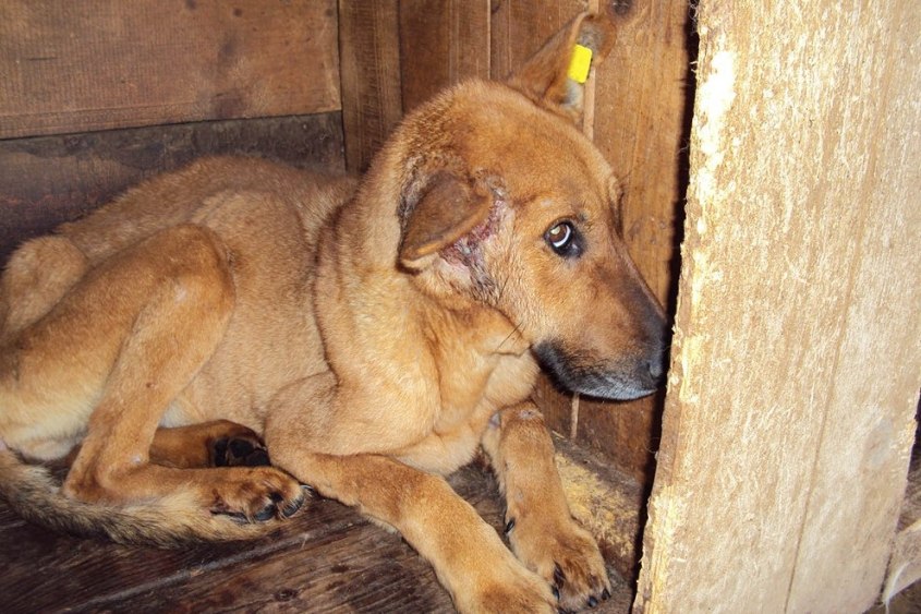 -Tierheime-Tötungsstationen-Rumänien-04-c-PETA-D