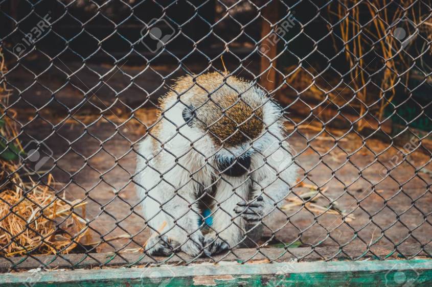 giza, egypt, march 4, 2017: white brown monkey in cage at giza zoo