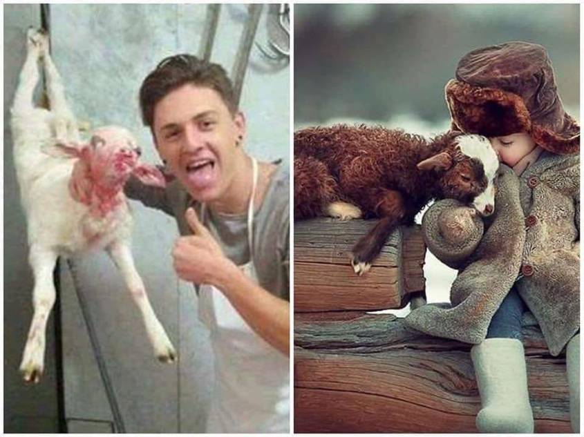 zitat lamm und kind mit Lammpg