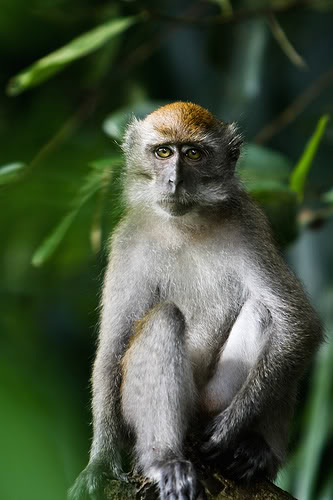 Affe Makaka Philippinen pg