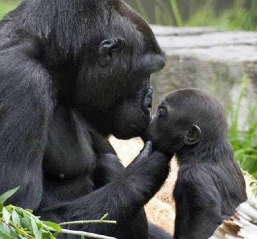 Affen mutter küsst ihr Baby_n