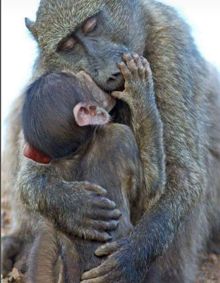 affen mutter mit Kind schönes Fotopg