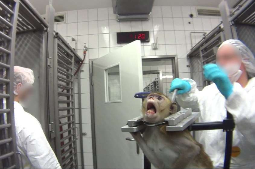 Affen_Fixierung_LPT2019_SOKO_Tierschutz