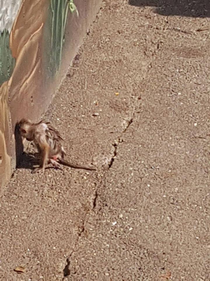 affenkindchen neukirch_n