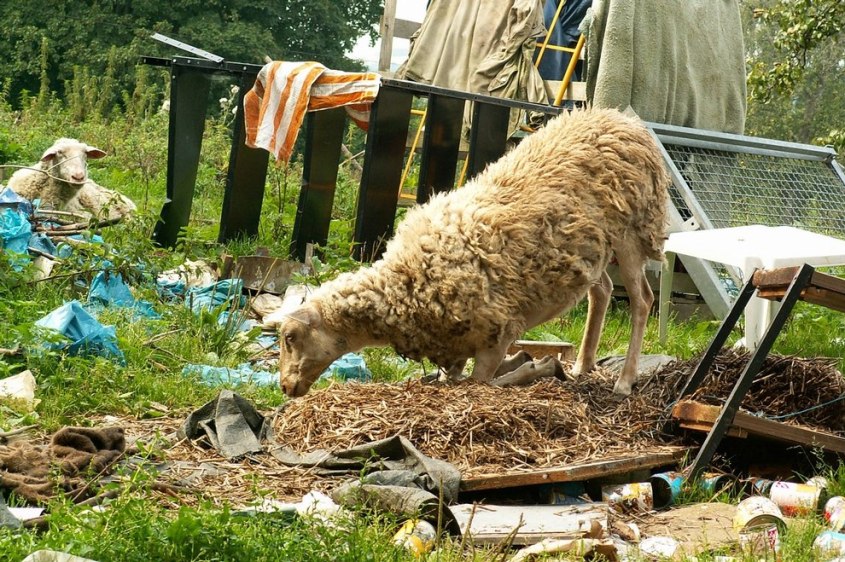 animal hoarding 1-c-PETA-D