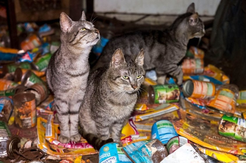 animal hoarding c-PETA-D