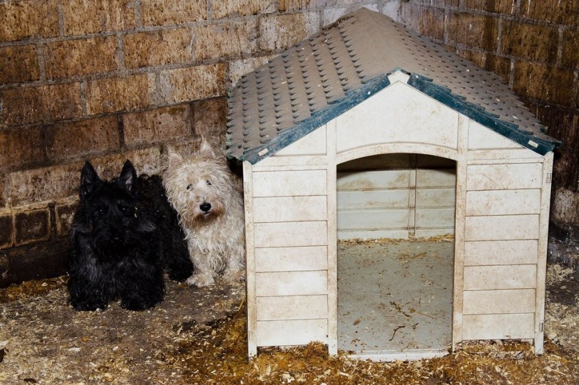 animal hoarding -c-PETA-D