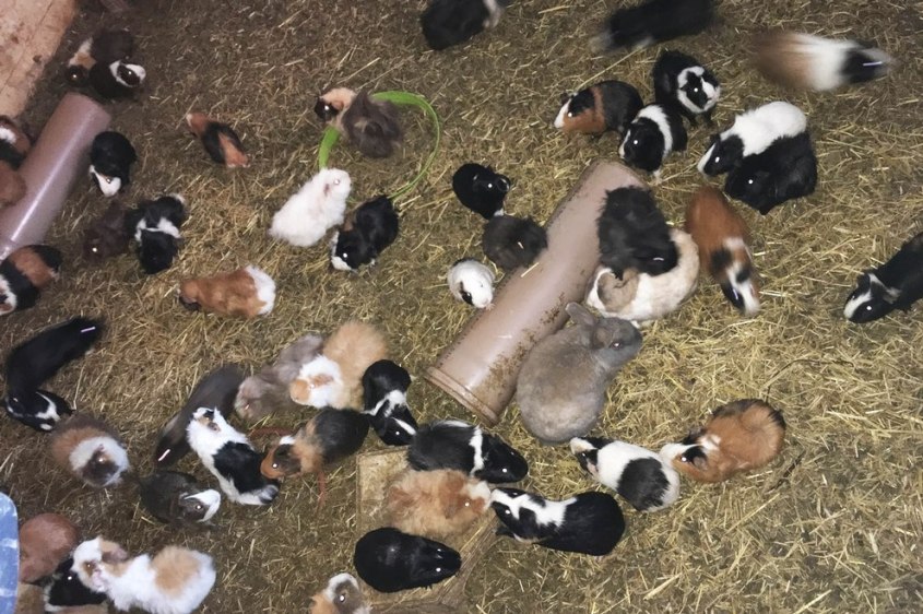 Animal-Hoarding-PETA-D1