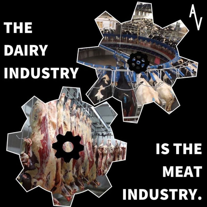 anonymous diary industriejpg