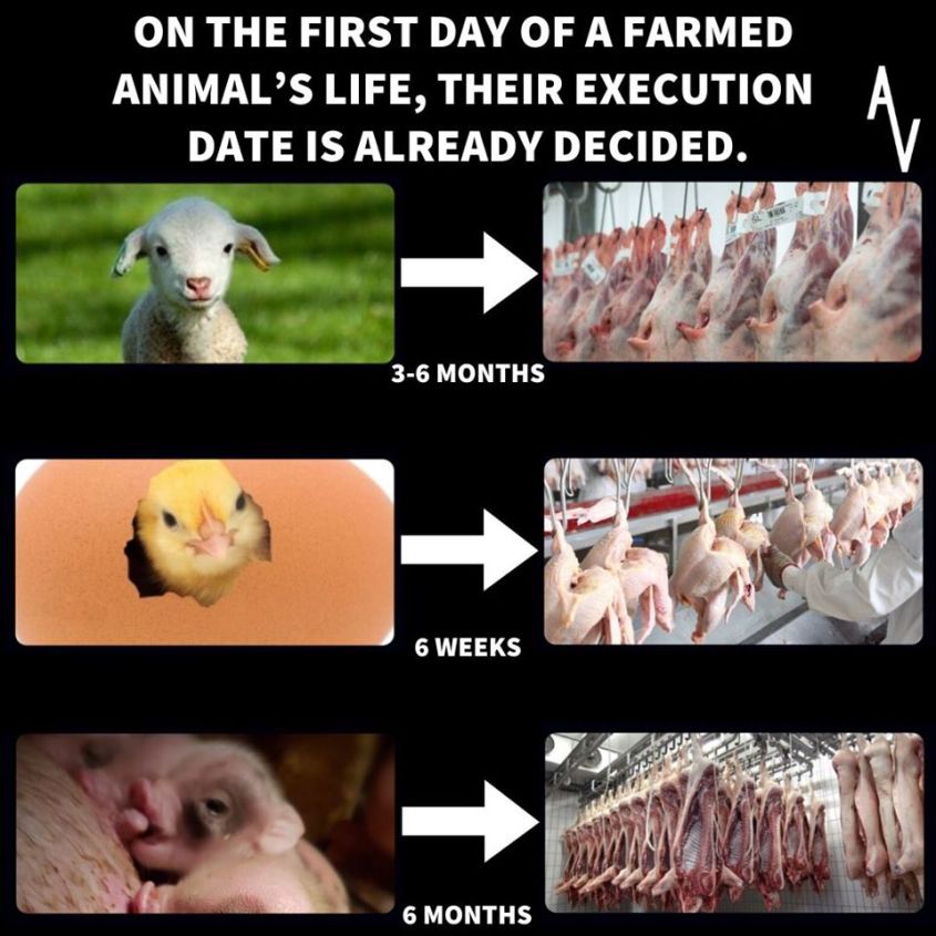 anonymous exekution_o