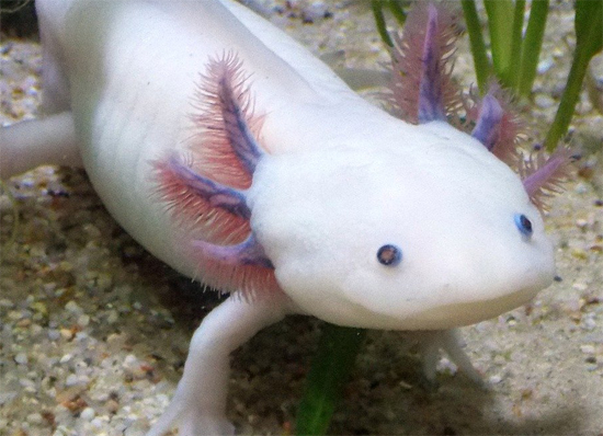 axolotl_ärzte gegen tierversuche jpg