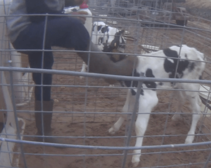 Coca-kälber schlagenng