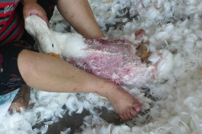 Dauen-Lebendrupf-Luan-China-06-c-PETA-Asia