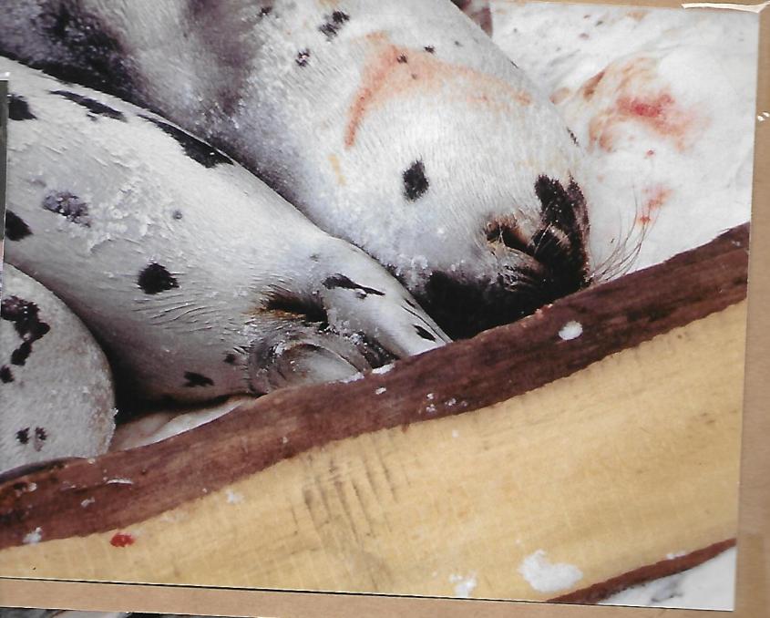 Dead seals in box